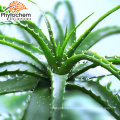 High quality Fresh Aloe vera leaves extract for Skin Care